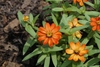 red and gold flowers with leaves