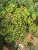 yellow bloom close-up