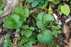 grouping of ovate leaves