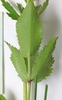 underside of simple, compound ovate leaves