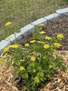 orm in bloom with yellow flowers
