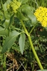Compound lanceolate leave with serrated margin