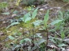 Young plant with gold umbel