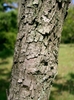 dark brown or gray blocky, furrowed, or scaly bark