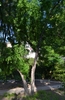 medium height thorny tree with edible fruits