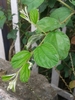 simple lanceolate leaf