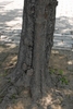 dark brown or gray blocky, furrowed, or scaly bark