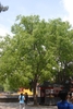 medium height thorny tree with edible fruits