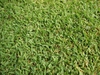 Broad view of coarse-textured Zoysia turf