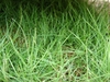 Close-up of fine-textured Zoysia species