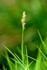 Inflorescence containing minute flowers