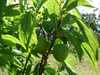 Leaves and immature fruits