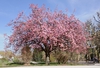 Form in bloom