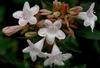 Persistent calyx of Abelia x grandiflora