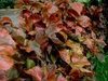 Oval leaves mottled with green, cream, pink, copper, and red
