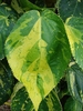 Ovate leaves with serrated margins with shades of green & gold