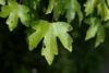 3-5 palmately lobed green leaves