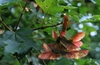 Reddish winged samaras in a bunch