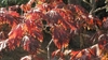 Branches with yellow, orange & burgundy leaves in fall
