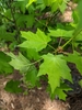 Bright green simple, opposite leaves with 3 medium deep lobes.