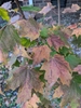 Branch with brown to burgundy-colored leaves in fall.