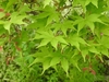 Chartreuse leaves & young red samaras in the summer.