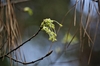 Flower cluster of small green umbels on long stalks at stem tip