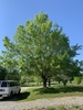 Mature roadside tree with spreading oval habit.