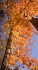 Upward view from the base showing trunk & yellow-orange leaves
