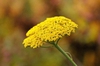 Achillea filipendulina