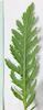Achillea filipendulina
