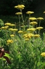 Achillea filipendulina