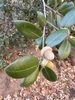 Acorn in November in San Diego County, California