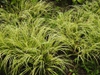 Acorus gramineus 'Oborozuki' form