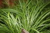 Acorus gramineus
