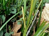 Acorus gramineus