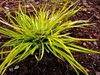 Acorus gramineus 'Minimus aureus'