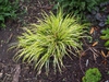 Acorus gramineus 'Ogon'