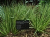 Acorus gramineus 'Variegatus'