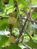 Fruits