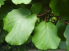 Leaf