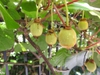 Fruits