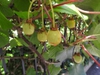 Fruits