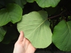 Back of leaf