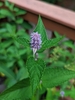 Flower and leaves close up