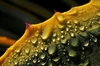 Closeup of orange spines along the leaf edge