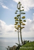 Long flowerstak with flowers with the sky in the background