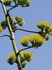 Flower cluster branches along a stalk with sky for backdrop
