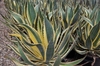 Leaves with yellow edges