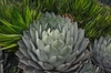Form of the plant with leaves in a rosette